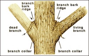 prune trees - where to cut