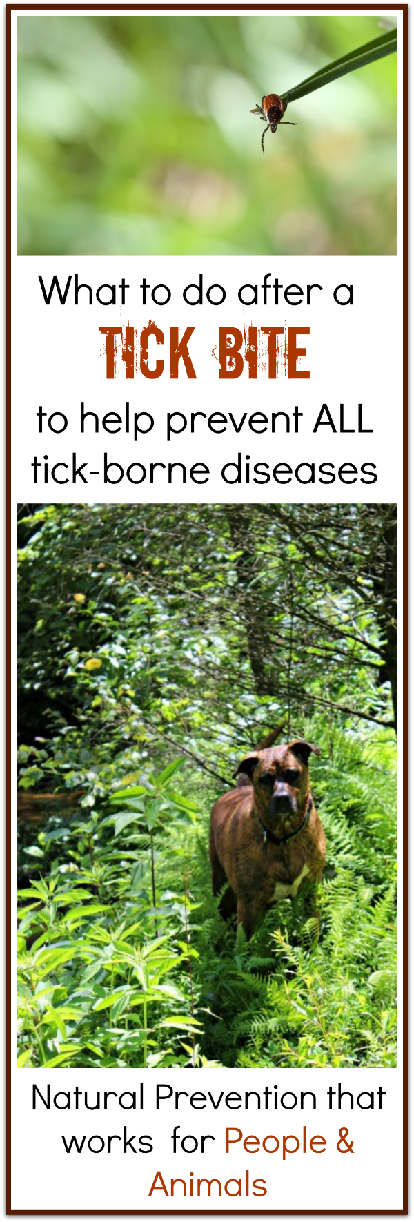 Tick-borne disease – prevent bites – learn to ward off diseases