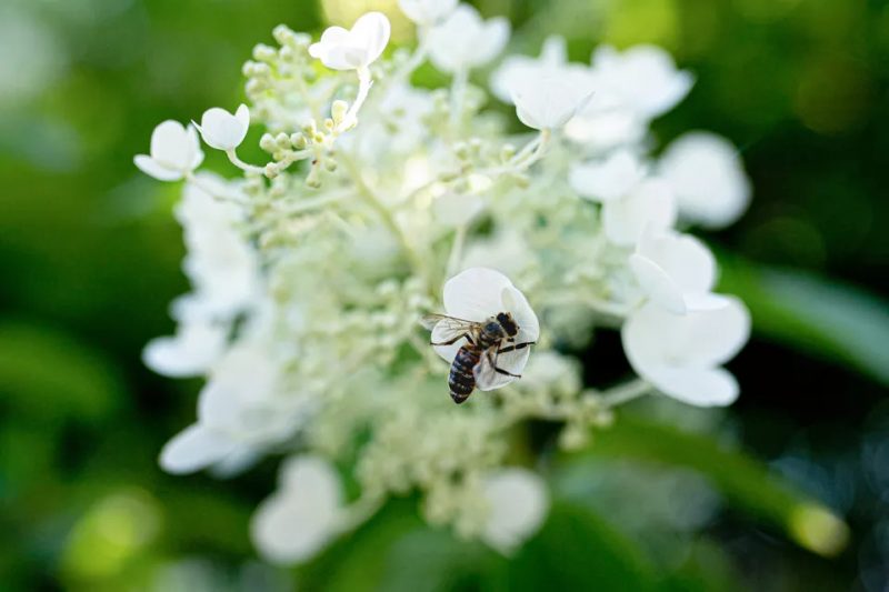How to Attract Bees and Other Pollinators to Your Garden